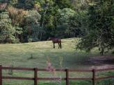 cavalos - Pousada Rancho da Ferradura