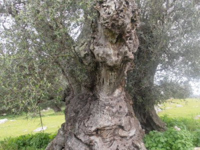 Oliveira antiga (da região)