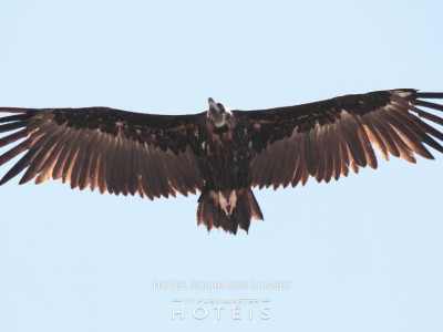 Observação de aves (região)