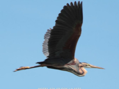 Observação de aves (região)