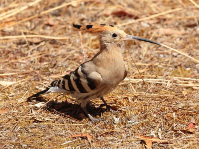 Observação de aves (região)